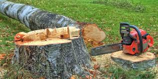 Reliable Northford, CT Tree Removal Solutions