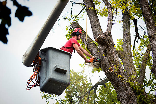 How Our Tree Care Process Works  in  Northford, CT